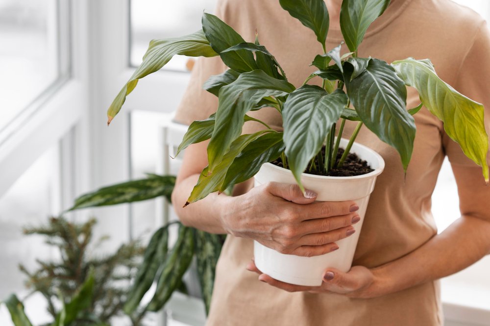 Plante care absorb umiditatea în casă / Foto: Freepik